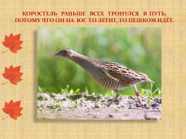 Коростель раньше всех тронулся в путь, потому что он на юг то летит, то пешком идёт.