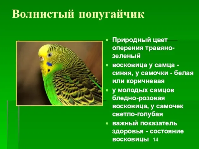 Волнистый попугайчик Природный цвет оперения травяно-зеленый восковица у самца - синяя, у