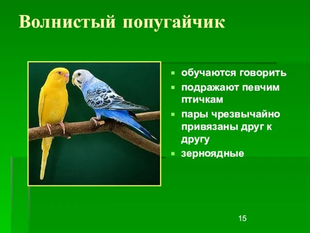 Волнистый попугайчик обучаются говорить подражают певчим птичкам пары чрезвычайно привязаны друг к другу зерноядные