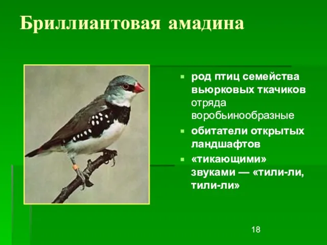 Бриллиантовая амадина род птиц семейства вьюрковых ткачиков отряда воробьинообразные обитатели открытых ландшафтов