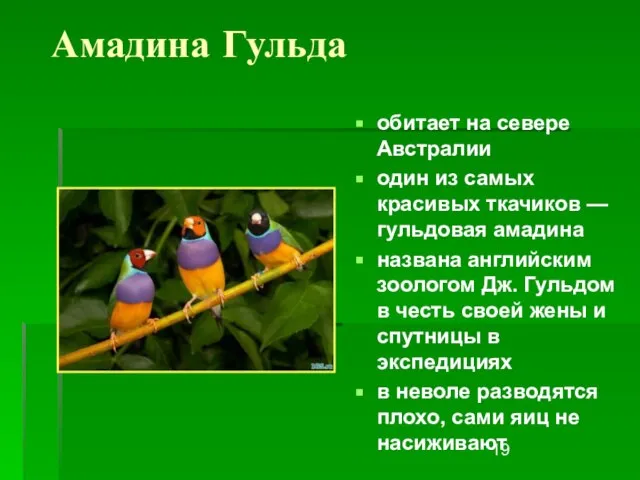 Амадина Гульда обитает на севере Австралии один из самых красивых ткачиков —