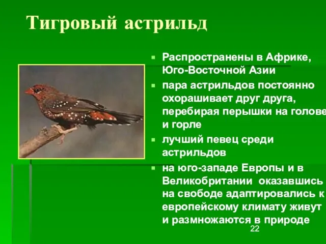 Тигровый астрильд Распространены в Африке, Юго-Восточной Азии пара астрильдов постоянно охорашивает друг