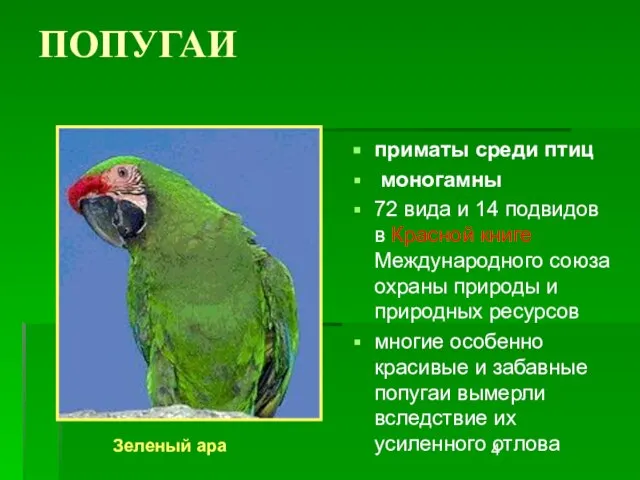 ПОПУГАИ приматы среди птиц моногамны 72 вида и 14 подвидов в Красной