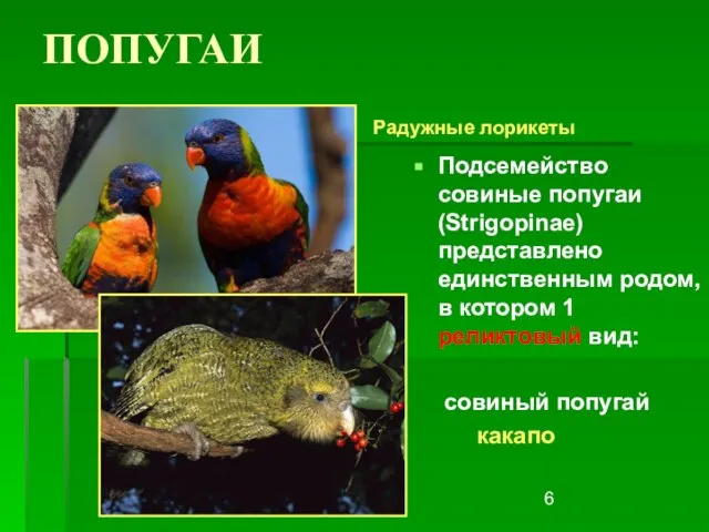 ПОПУГАИ Подсемейство совиные попугаи (Strigopinae) представлено единственным родом, в котором 1 реликтовый