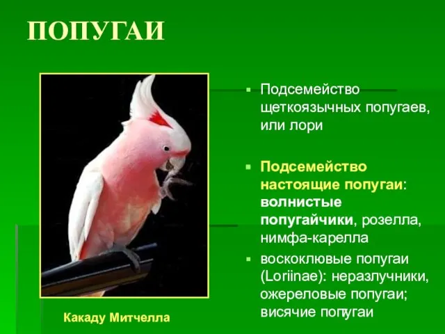ПОПУГАИ Подсемейство щеткоязычных попугаев, или лори Подсемейство настоящие попугаи: волнистые попугайчики, розелла,