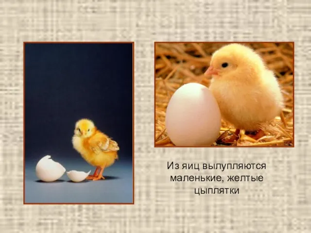 Из яиц вылупляются маленькие, желтые цыплятки