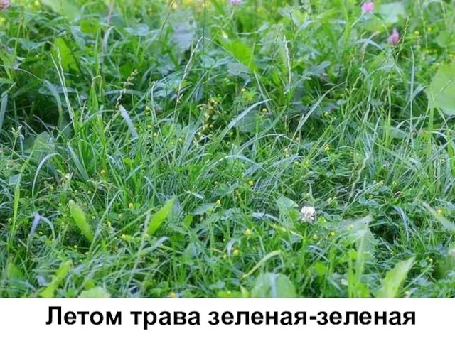Летом трава зеленая-зеленая