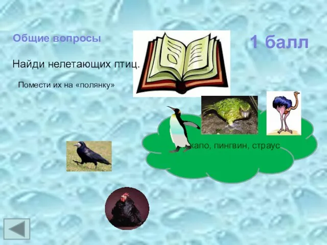 Общие вопросы Найди нелетающих птиц. Помести их на «полянку» Какапо, пингвин, страус 1 балл