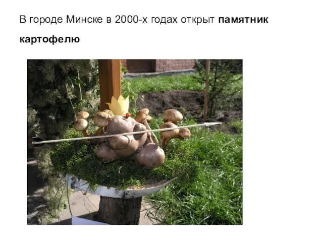 В городе Минске в 2000-х годах открыт памятник картофелю