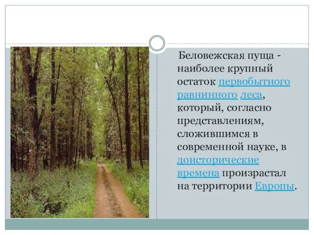 Беловежская пуща - наиболее крупный остаток первобытного равнинного леса, который, согласно представлениям,