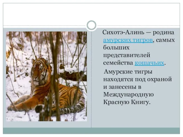 Сихотэ-Алинь — родина амурских тигров, самых больших представителей семейства кошачьих. Амурские тигры