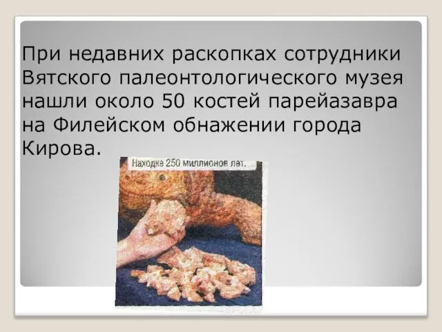 При недавних раскопках сотрудники Вятского палеонтологического музея нашли около 50 костей парейазавра