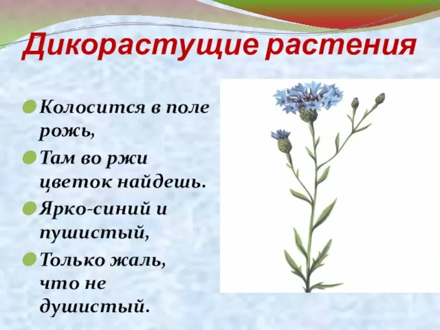 Дикорастущие растения Колосится в поле рожь, Там во ржи цветок найдешь. Ярко-синий