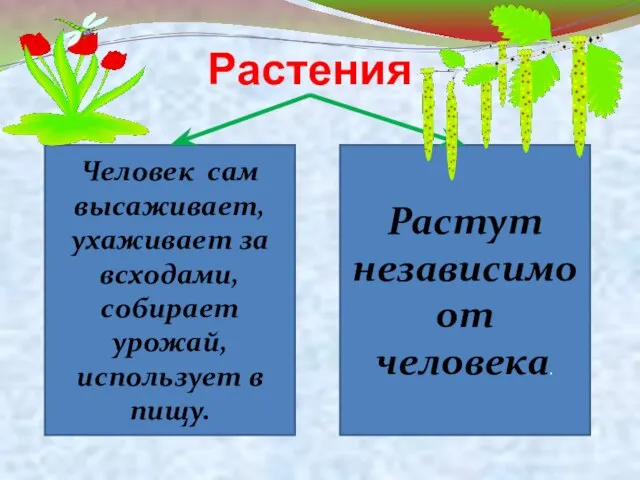 Растения Человек сам высаживает, ухаживает за всходами, собирает урожай, использует в пищу. Растут независимо от человека.