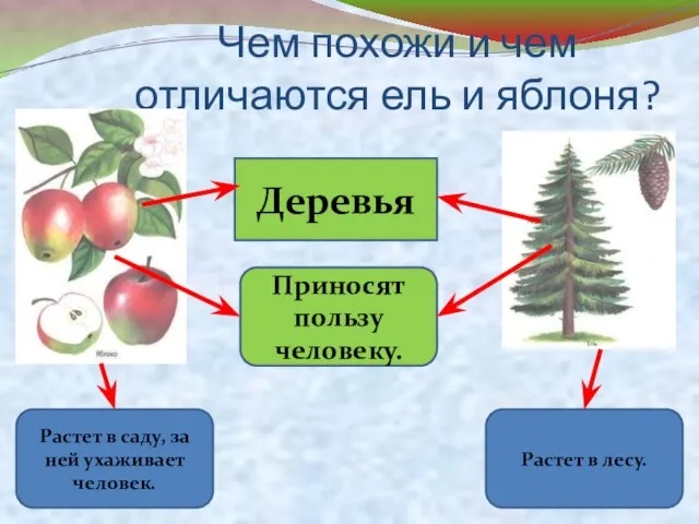 Чем похожи и чем отличаются ель и яблоня? Деревья Растет в саду,