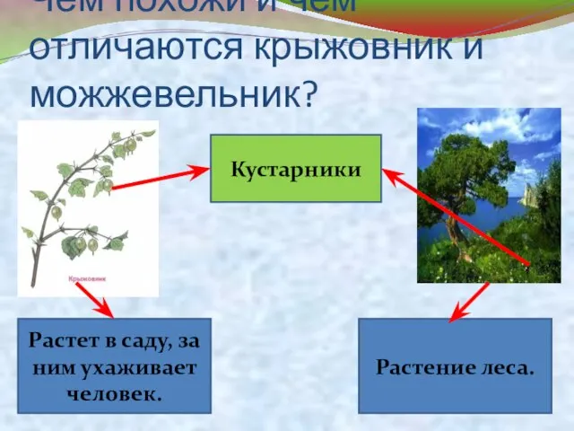 Чем похожи и чем отличаются крыжовник и можжевельник? Кустарники Растет в саду,