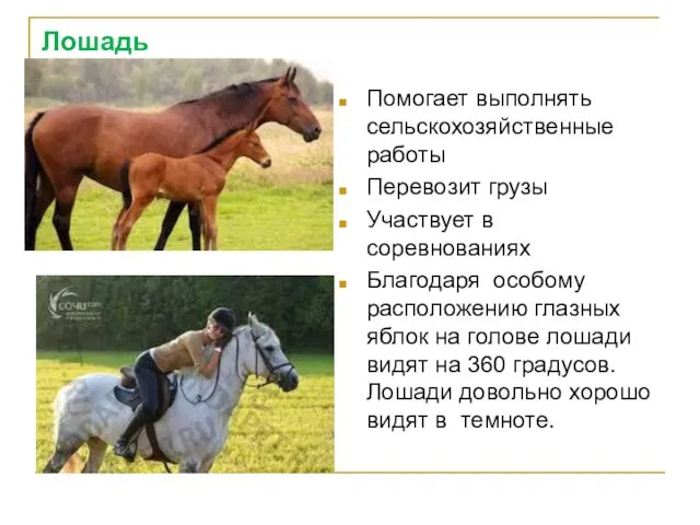 Лошадь Помогает выполнять сельскохозяйственные работы Перевозит грузы Участвует в соревнованиях Благодаря особому