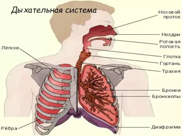 Дыхательная система