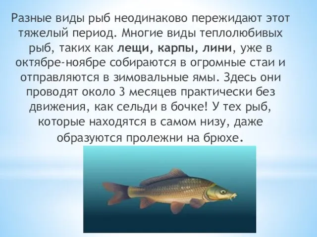 Разные виды рыб неодинаково пережидают этот тяжелый период. Многие виды теплолюбивых рыб,