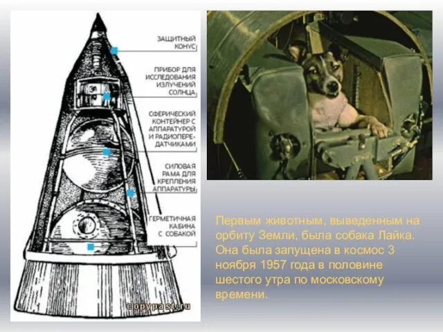 Первым животным, выведенным на орбиту Земли, была собака Лайка. Она была запущена