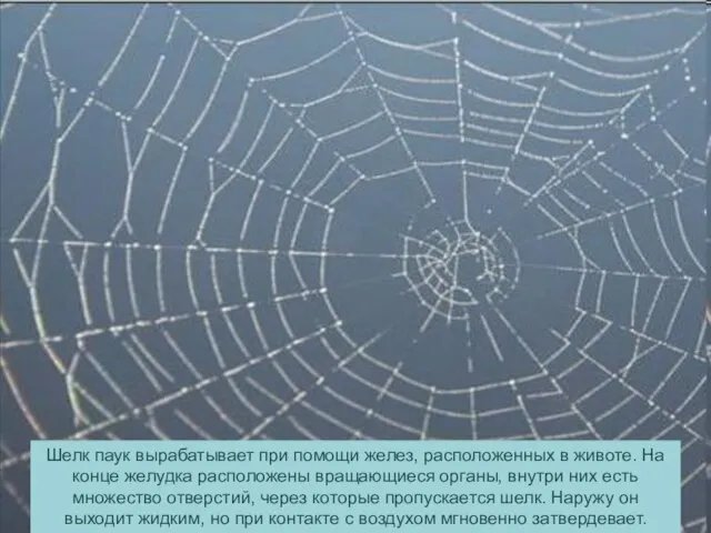 Шелк паук вырабатывает при помощи желез, расположенных в животе. На конце желудка