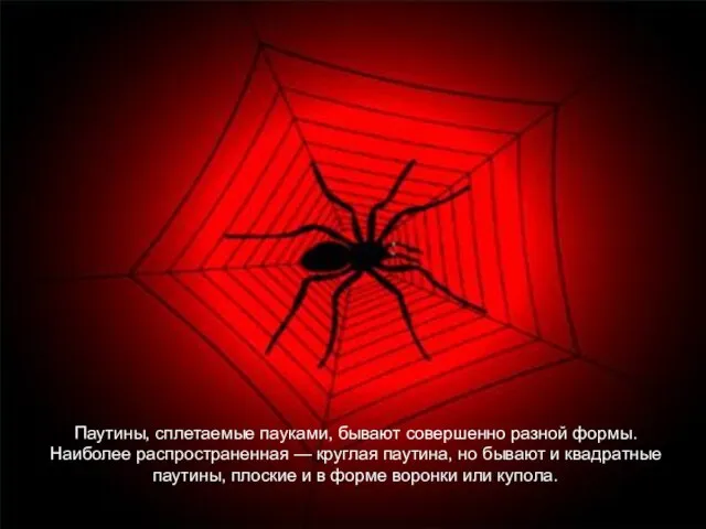 Паутины, сплетаемые пауками, бывают совершенно разной формы. Наиболее распространенная — круглая паутина,