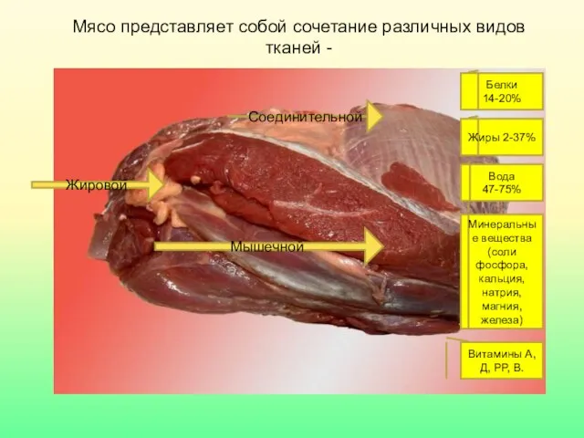 Мясо представляет собой сочетание различных видов тканей - Соединительной Жировой Мышечной Белки