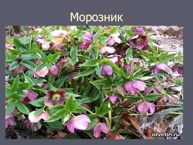 Морозник