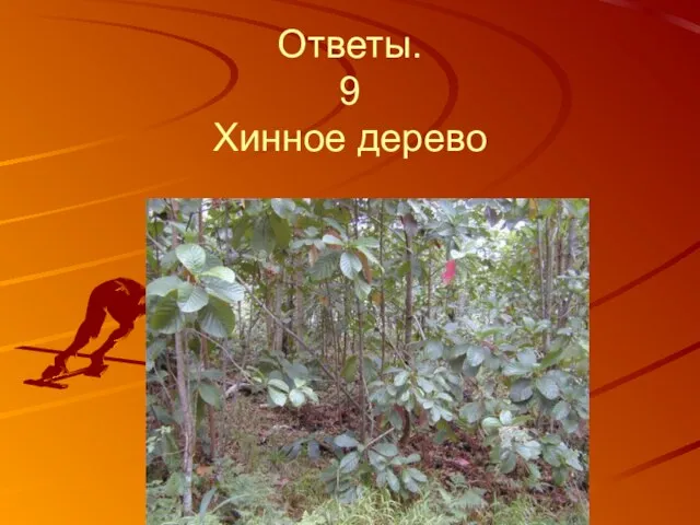 Ответы. 9 Хинное дерево