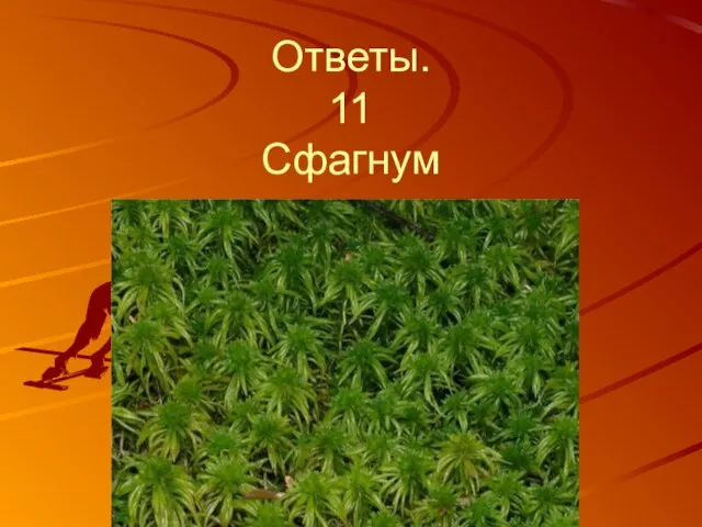 Ответы. 11 Сфагнум