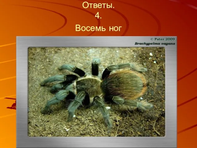 Ответы. 4. Восемь ног