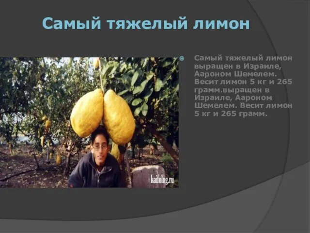 Самый тяжелый лимон Самый тяжелый лимон выращен в Израиле, Аароном Шемелем. Весит