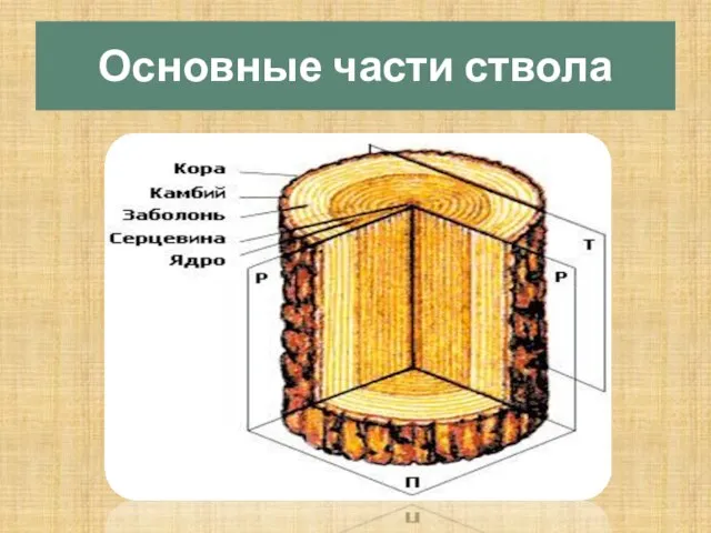 Основные части ствола