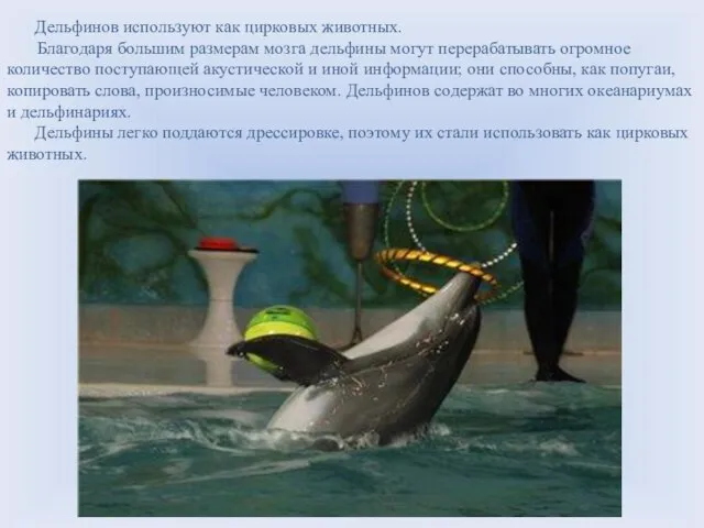 Дельфинов используют как цирковых животных. Благодаря большим размерам мозга дельфины могут перерабатывать