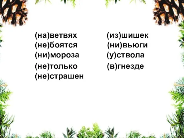 (на)ветвях (из)шишек (не)боятся (ни)вьюги (ни)мороза (у)ствола (не)только (в)гнезде (не)страшен