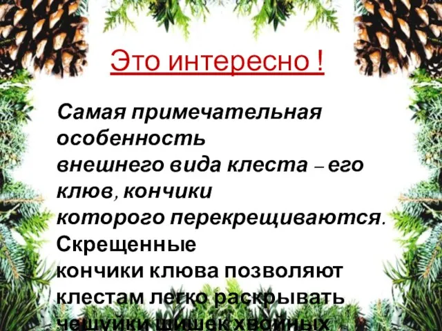 Самая примечательная особенность внешнего вида клеста – его клюв, кончики которого перекрещиваются.