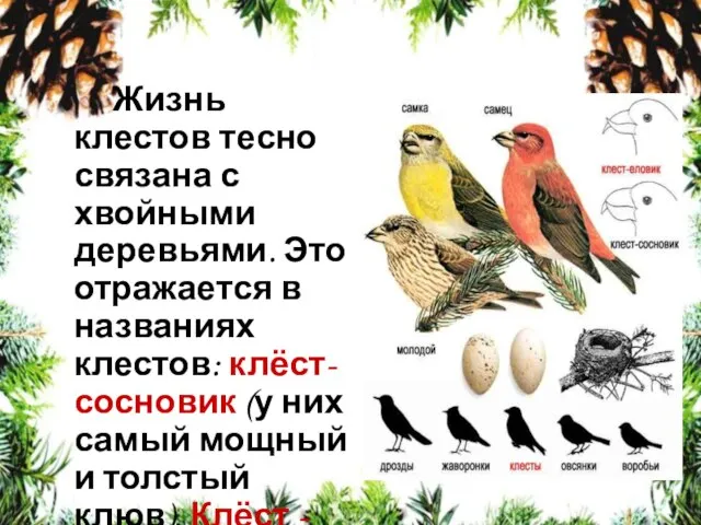 Жизнь клестов тесно связана с хвойными деревьями. Это отражается в названиях клестов: