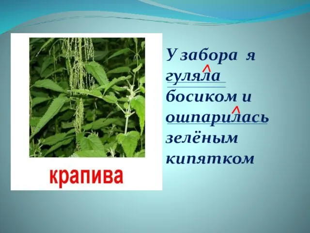 У забора я гуляла босиком и ошпарилась зелёным кипятком