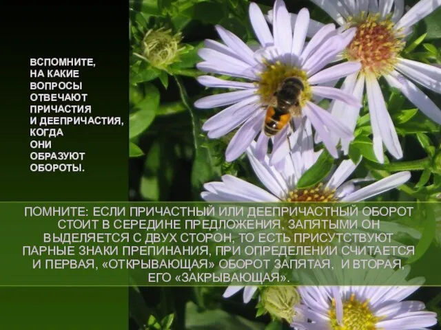 ВСПОМНИТЕ, НА КАКИЕ ВОПРОСЫ ОТВЕЧАЮТ ПРИЧАСТИЯ И ДЕЕПРИЧАСТИЯ, КОГДА ОНИ ОБРАЗУЮТ ОБОРОТЫ.