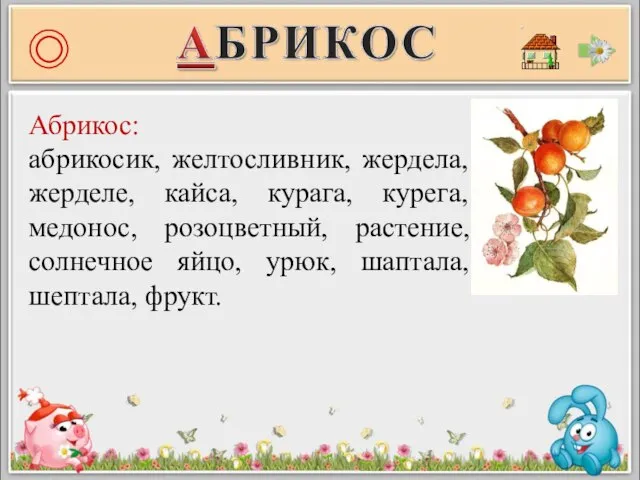 Абрикос: абрикосик, желтосливник, жердела, жерделе, кайса, курага, курега, медонос, розоцветный, растение, солнечное