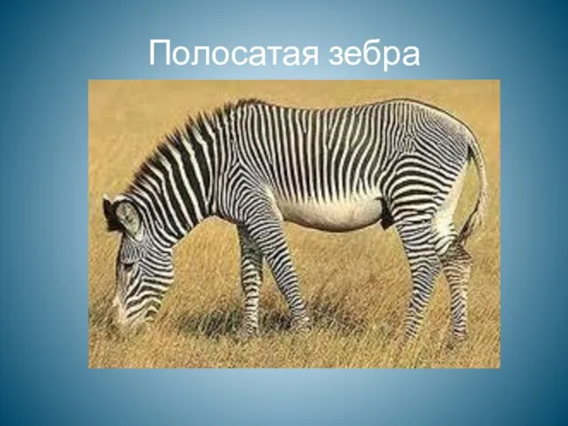 Полосатая зебра