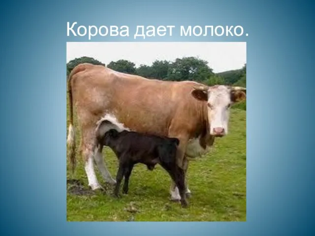 Корова дает молоко.