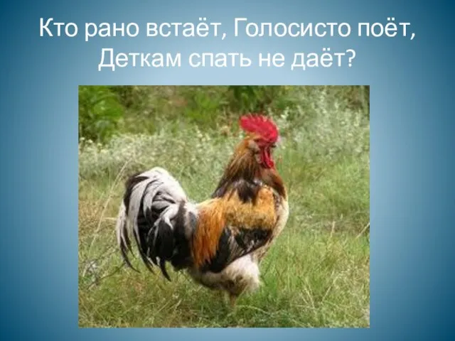 Кто рано встаёт, Голосисто поёт, Деткам спать не даёт?