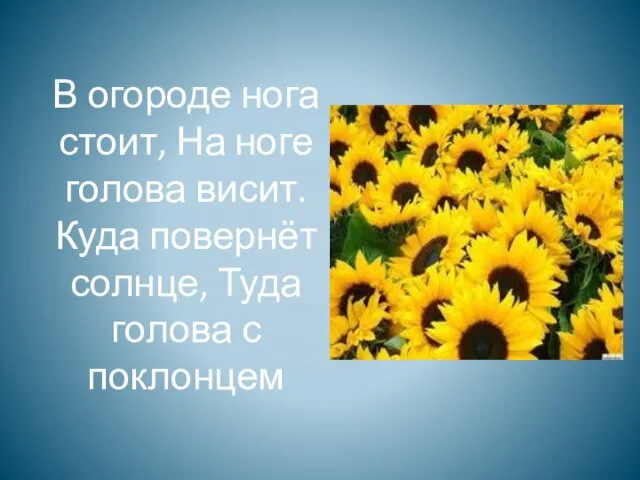 В огороде нога стоит, На ноге голова висит. Куда повернёт солнце, Туда голова с поклонцем