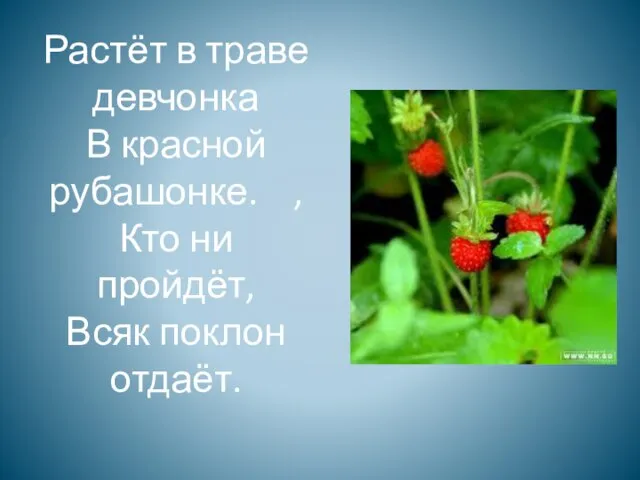 Растёт в траве девчонка В красной рубашонке. , Кто ни пройдёт, Всяк поклон отдаёт.