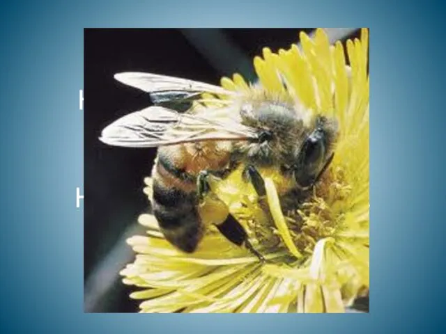 Пчела На цветке сидит пчела, До чего она мала. Набирает сладкий сок