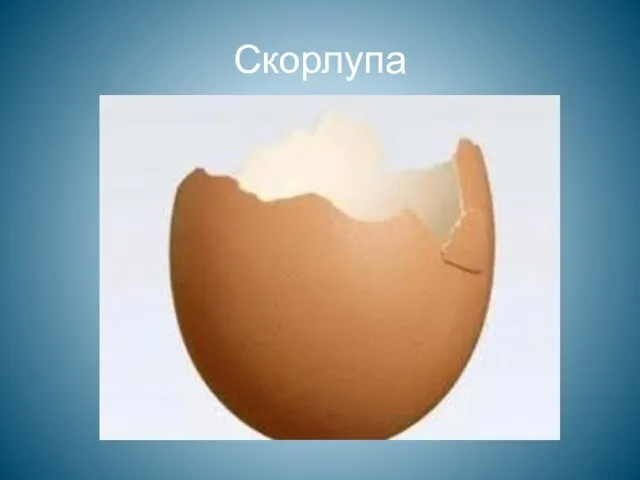 Скорлупа