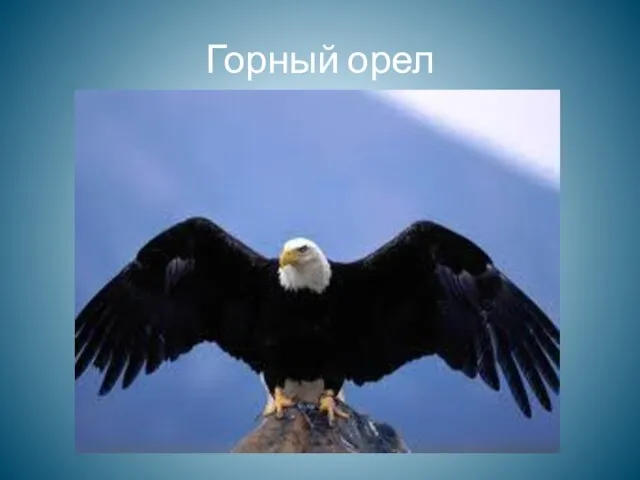 Горный орел