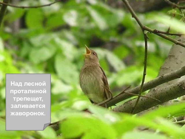 Над лесной проталиной трепещет, заливается жаворонок.