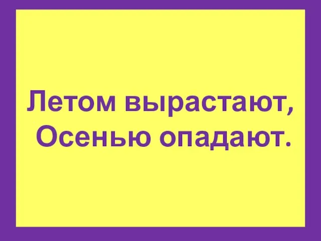 Летом вырастают, Осенью опадают.